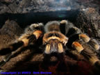 Brachyphelma smithi